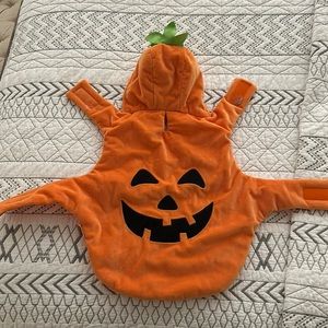 Pet Jack-o-lantern Costume Halloween 🎃
